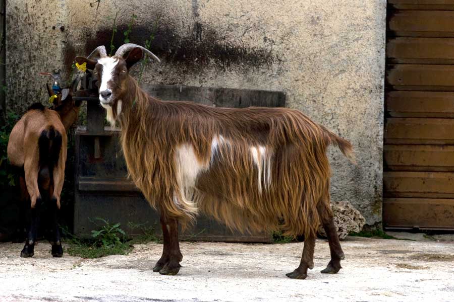 Capra abruzzese